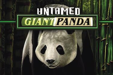 Untamed Giant Panda